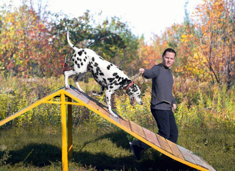 Dalmatian dog with man handler