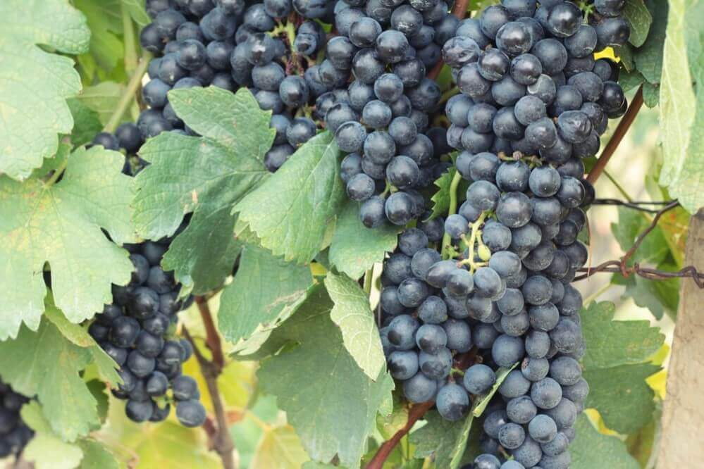 Fresh fruit black grapes in the vineyard