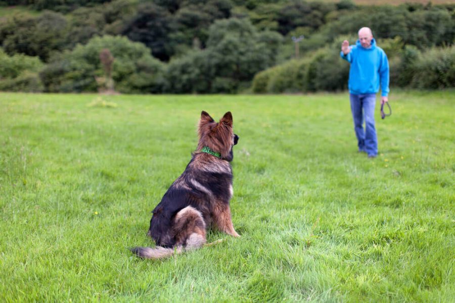 German Shepherd Dog with a collar sat on grass