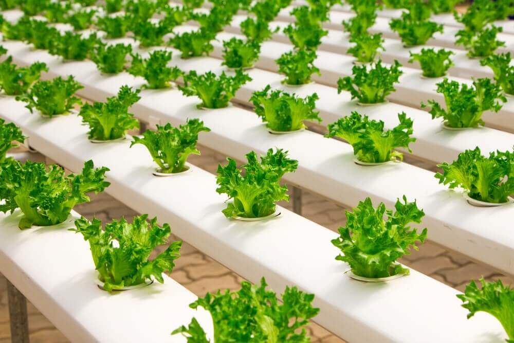 baby vegetables growing on a farm