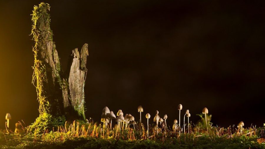 Mushroom Growing