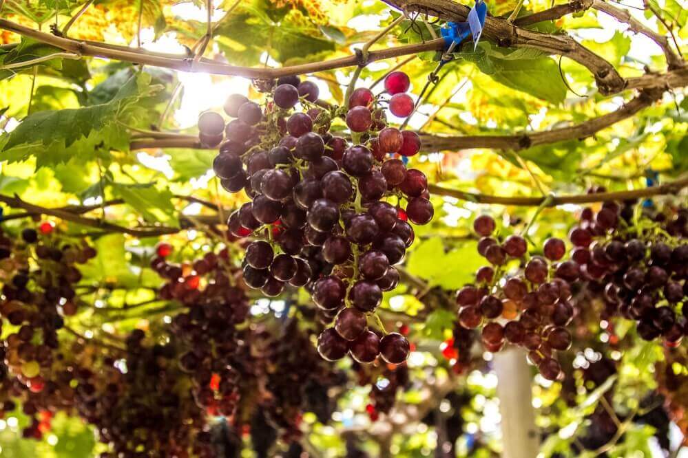 Ripe grape growing at wine fields