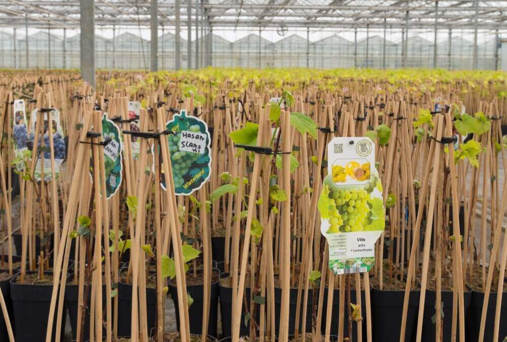 Young grape tree seedlings