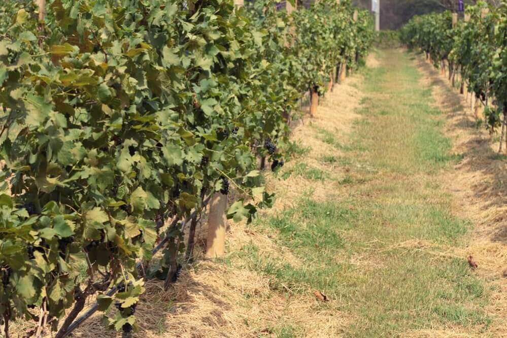 black grapes in the vineyard