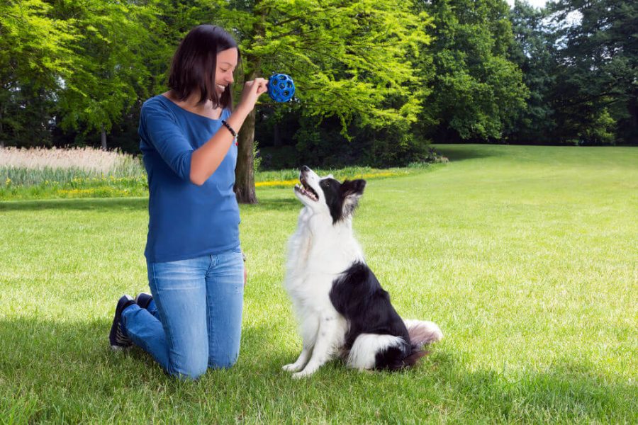 playing fetch with her border collie dog